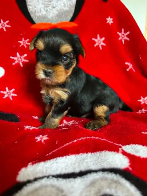 Yorkshire Terrier