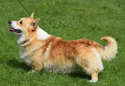 Welsh Corgi Pembroke