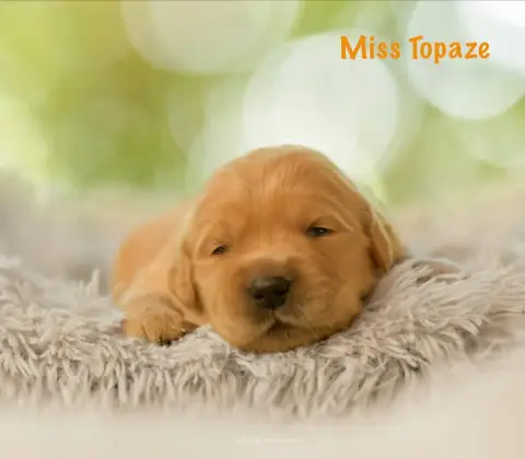 Golden Retriever 
                        Miss Topaze 872e3 photo 2