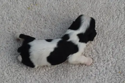Cavalier King Charles Spaniel  B....... photo 2