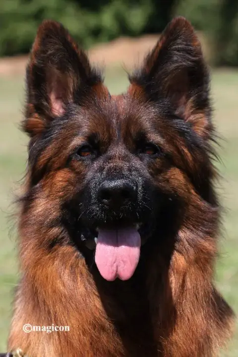 Berger Allemand Poil Long  Orange photo 3