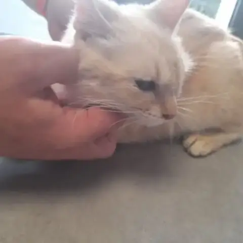 Lia Chatte Adulte