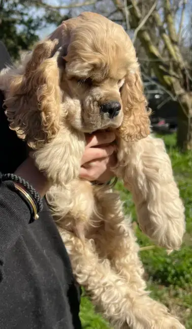 American Cocker Spaniel  Aston Martin De L'Atoll De S 0965b photo 3
