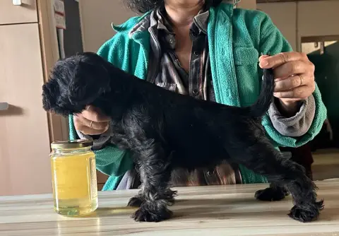 Schnauzer Miniature  Bosco De Tierra Lemi photo 2