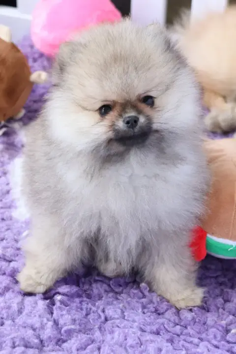 Spitz Allemand  Chiot N°2 Du Royaume De La Petite Éto b1e4f