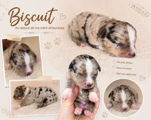 Berger Américain Miniature  Biscuit Du Prestige Mini  60cf8