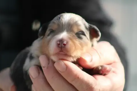 Berger Américain Miniature  Chiot 2 Des Romarins De M b0f80 photo 3