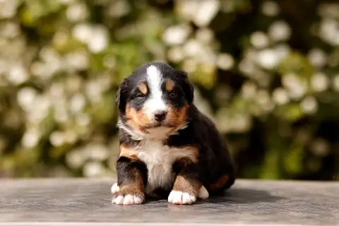 Bouvier Bernois  Chiot 1 De La Vallée De L'Hyrome