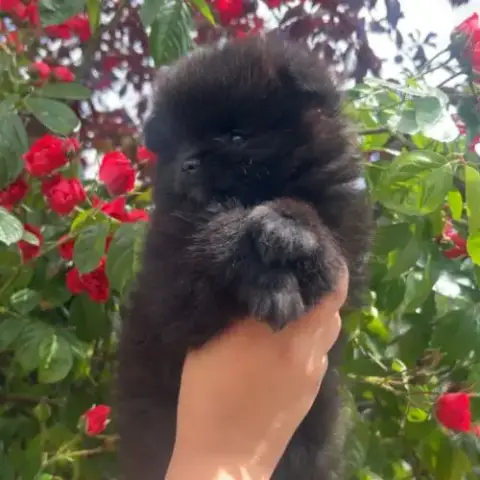 Véritable Spitz Nounours