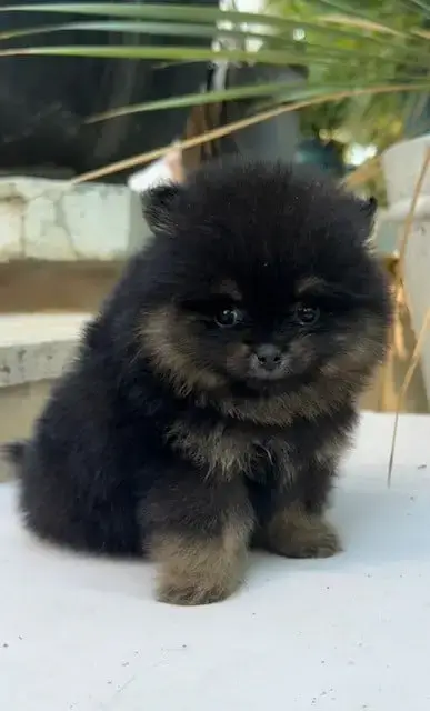 Spitz Allemand  Chiot N°3 photo 3