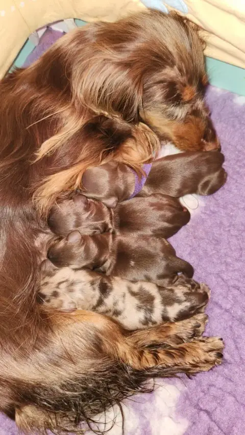 Teckel Poil Long photo 3
