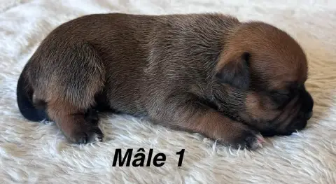 Staffordshire Bull Terrier  Chiot N°1 Du Royaume De B ec9d1 photo 3