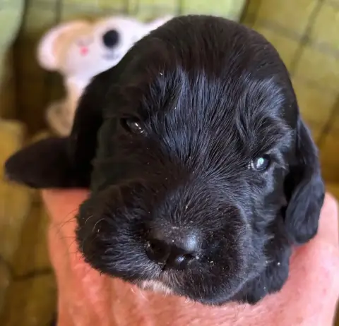 Adopter Cocker Spaniel Anglais  B.......... Des Etangs De Dam 5ddd3