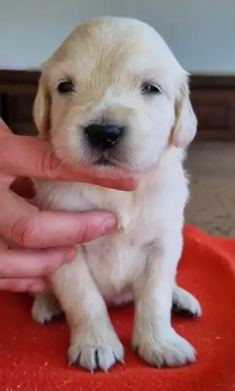 Golden Retriever  Chiot N°5 Des Hirondelles Du Voyage 0bd65 photo 3