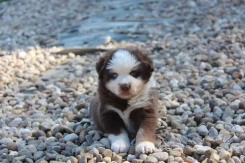 Berger Américain Miniature  Chiot N°3 Na Caorrun