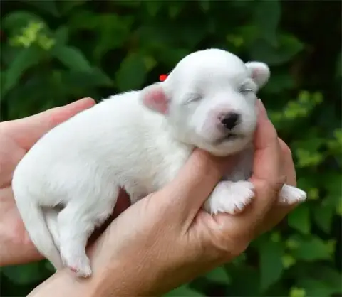 Coton De Tulear  Chiot N°5 De Dame Nature