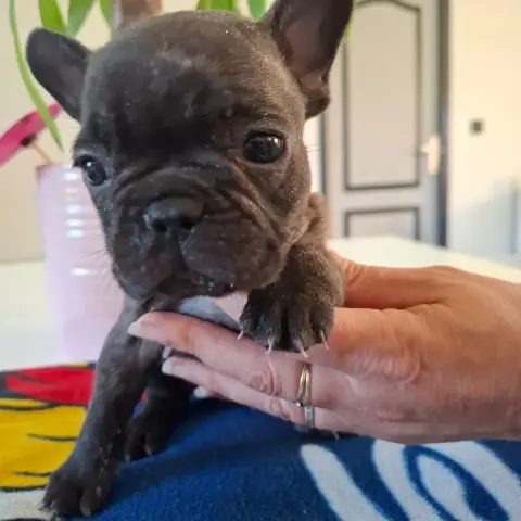 Bouledogue Français  B Du Monde De Cali