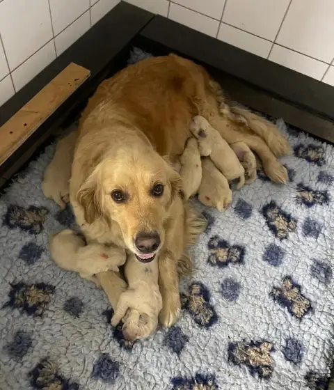 Golden Retriever  Chiot N°4 De La Douce Source