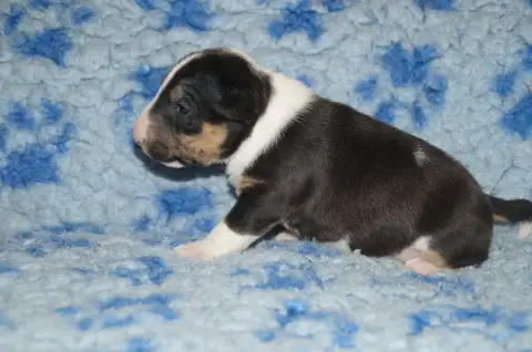 Bull Terrier Miniature  Chiot 2 Du Trésor Des Mines 6fba9