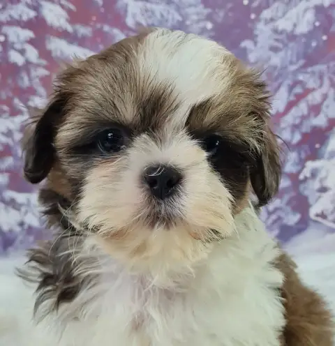 Shih Tzu  Alamo Du Mont De La Chenaie