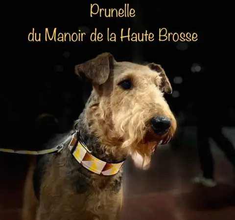 Airedale Terrier  Chiot N°2 D'Anima De L'Aire photo 2