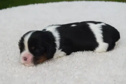 Cavalier King Charles Spaniel  B....... Du Millésime  14125