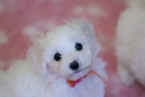 Bichon Frise  Bergamotte De La Felhotte photo 2