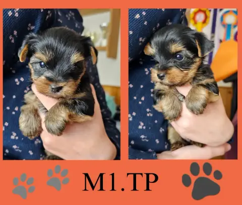Yorkshire Terrier  Chiot 2 Des Pattes Impériales photo 2