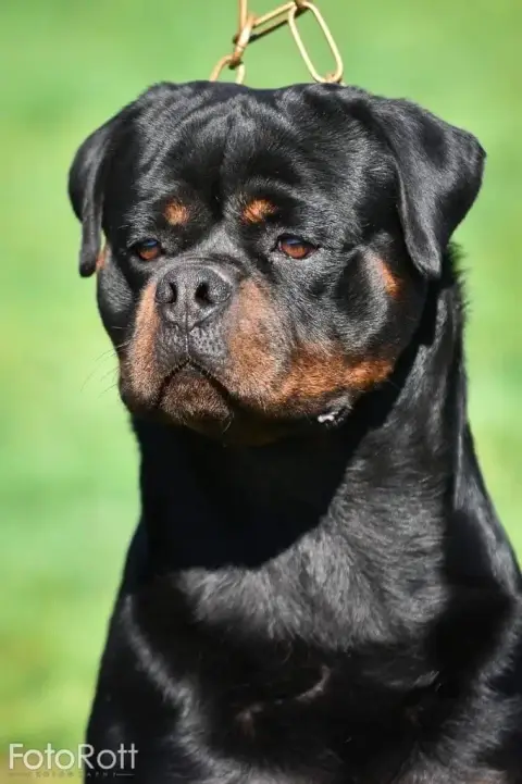 Rottweiler  Collier Vert Fluo Von Schwarzer Beschütze 97186 photo 2
