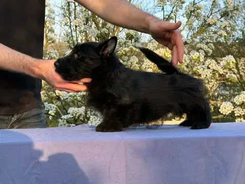 Scottish Terrier photo 3
