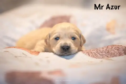Golden Retriever  Monsieur Azur Des Terres Sacrées D' 2b860