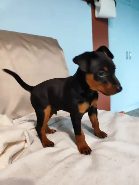 Pinscher Nain 
                        Bosco Des Pins d17ac photo 3