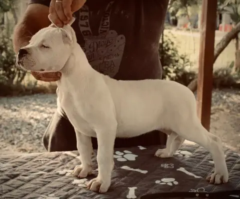 Dogo Argentino  B... Del Sueño Latino Del Sueno Latin 200e2 photo 3