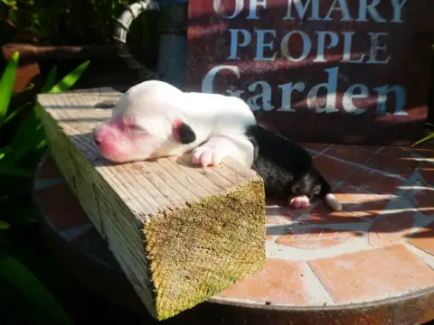 Bobtail  Chiot 1 Of Mary People photo 3