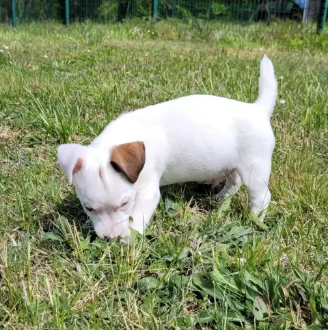 Jack Russell Terrier  Bueno Des Marais De Courmont