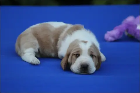 Basset Hound  Chiot 2 De La Flamme Sacrée D'Hestia photo 2