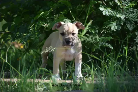 American Staffordshire Terrier  M5 Because I Am Brian 71f97