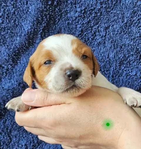 Epagneul Breton  Chiot N°2 Des Terres De Flore