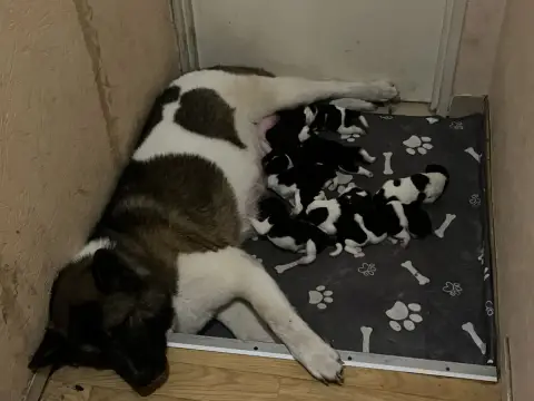 Akita Americain  B... Du Crû Du Chêne Charmant