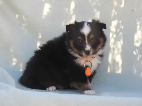 Shetland Sheepdog  Chiot N°3 Du Sapin Vert photo 3