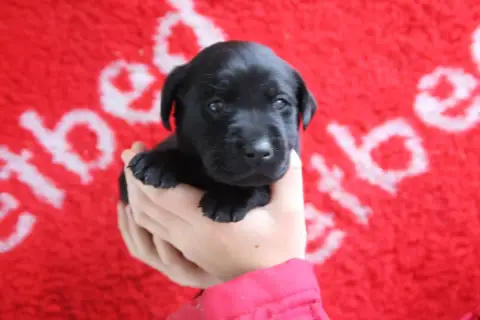 Labrador Retriever  Chiot N°7 Brush Master