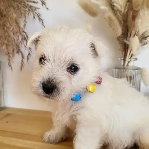 West Highland White Terrier  Basil