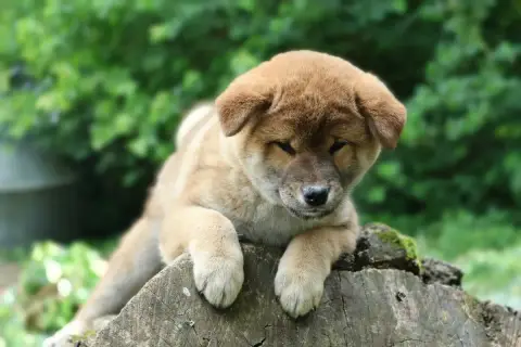 Shiba  Basashi Des Brumes De Brocéliande photo 2