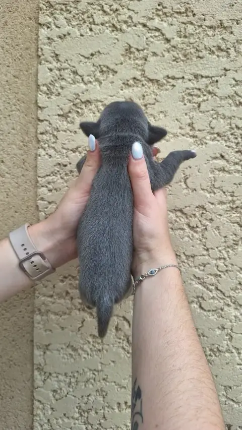 Staffordshire Bull Terrier 
                        C 96021 photo 2
