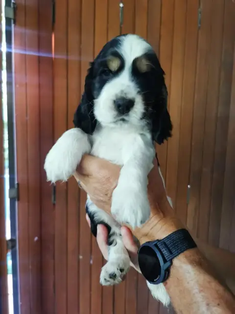Cocker Spaniel Anglais  Collier Bleu Du Berceau Des C a6254