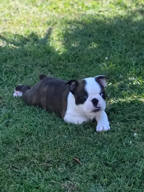 Boston Terrier  Banjo Du Domaine De La Cour Souverain 93104