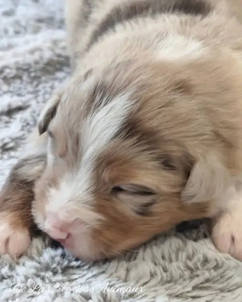 Berger Australien  Chiot 3 De La Cité Des Animaux