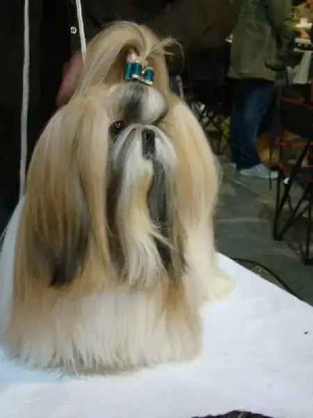 Shih Tzu  Boom Joli C Ur Des Princesses De L'Orb