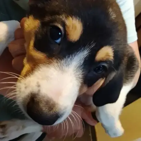 Chiots Border Collie