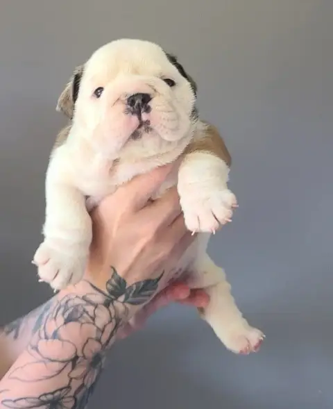 Bulldog Anglais  Bella My Candy Love Bulldog